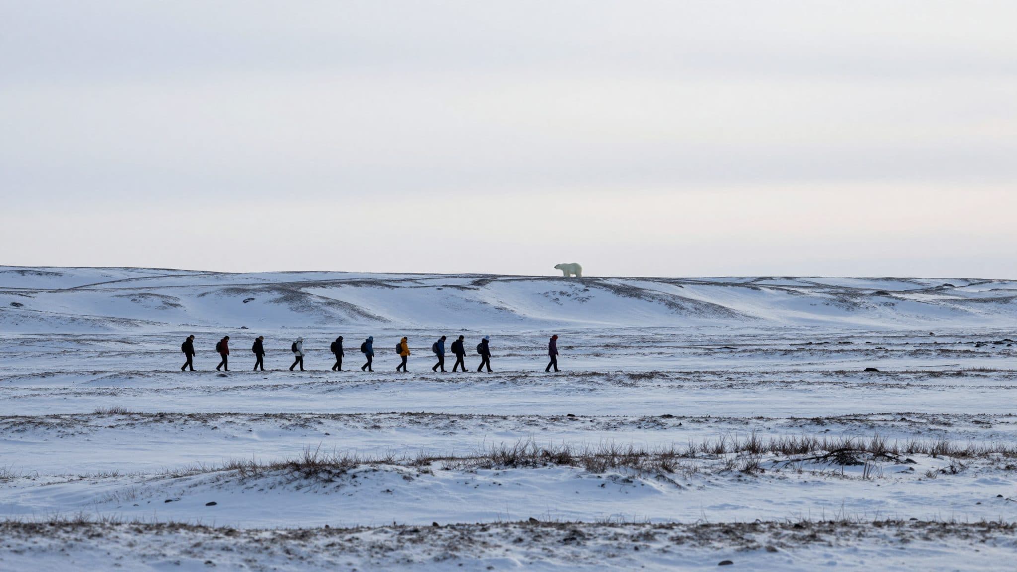 Ours polaire abattu au Spitzberg après s'être approché d'un groupe de voyageurs