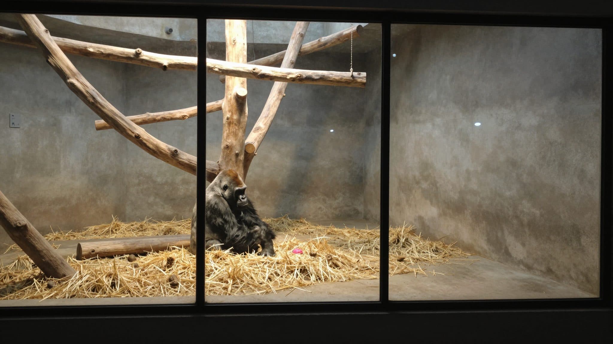 Bébé gorille de quatre jours tué par son propre père au zoo de Bâle