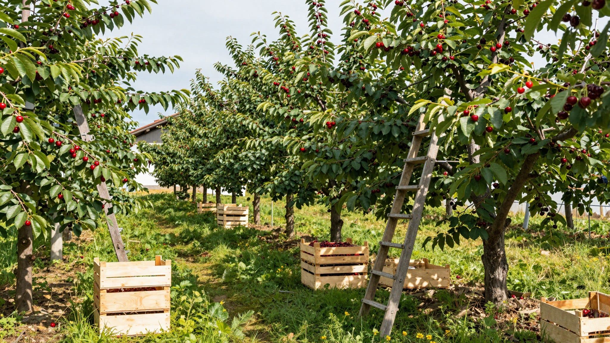 Estimation de récolte : les arboriculteurs allemands attendent l'une des meilleures récoltes de cerises depuis des années