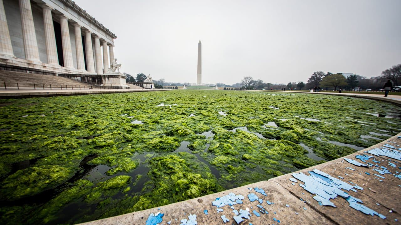 Des canetons morts dans le Reflecting Pool : Trump annonce une enquête pour vandalisme