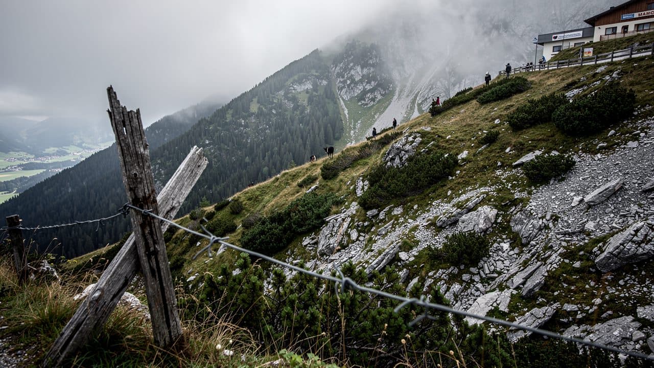 Onze bovins écossais Highland meurent après une fuite depuis un pâturage au Tyrol