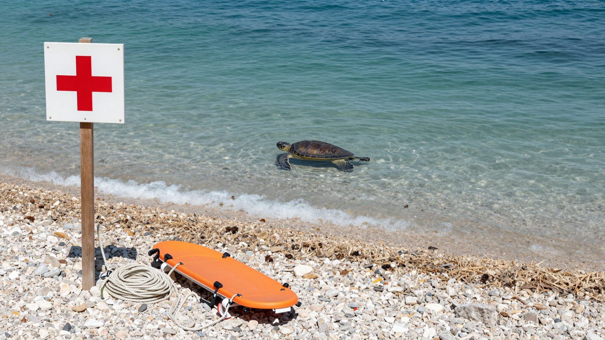 Une tortue caouanne mord plusieurs baigneurs en Dalmatie – un enfant également touché